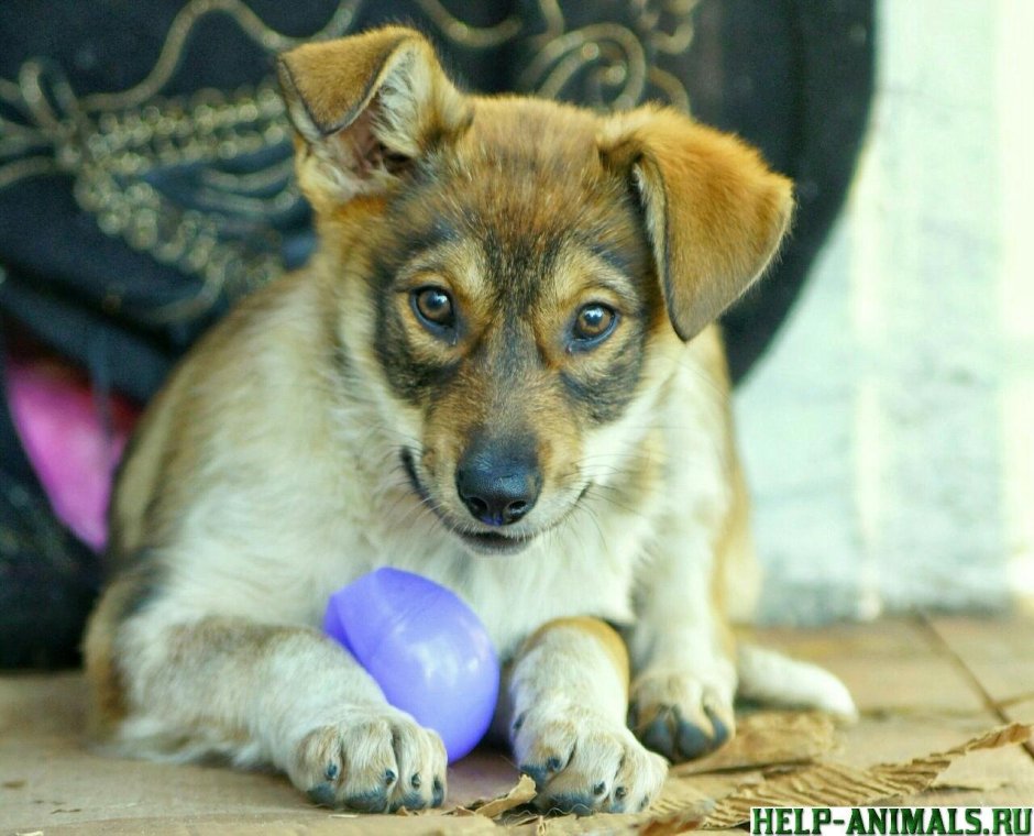 Метисы маленьких собак