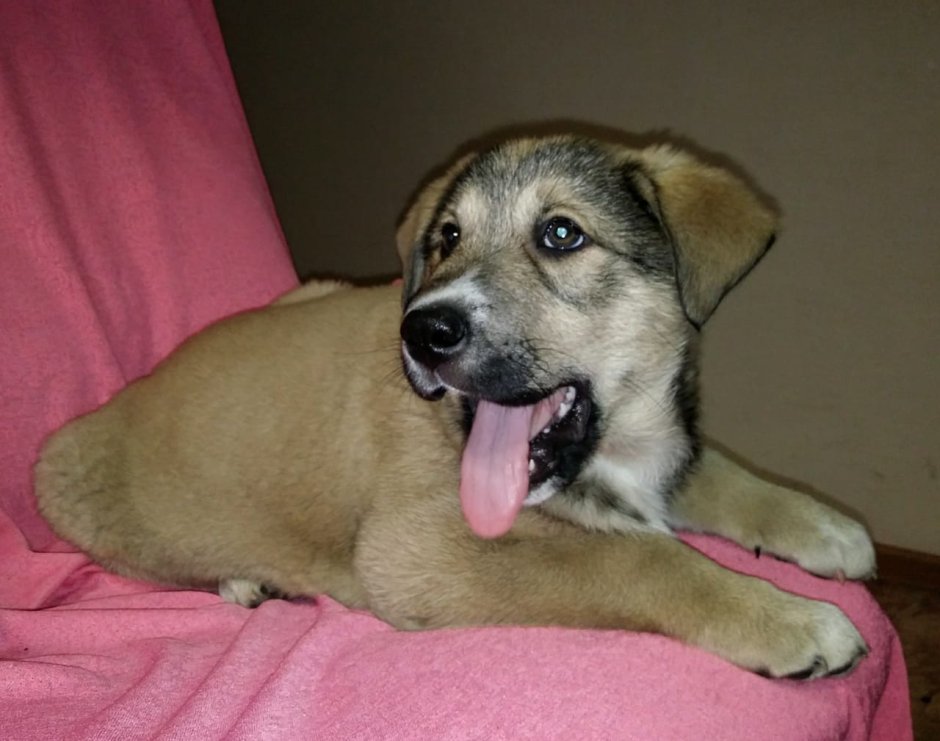 Помесь шарпея и лайки