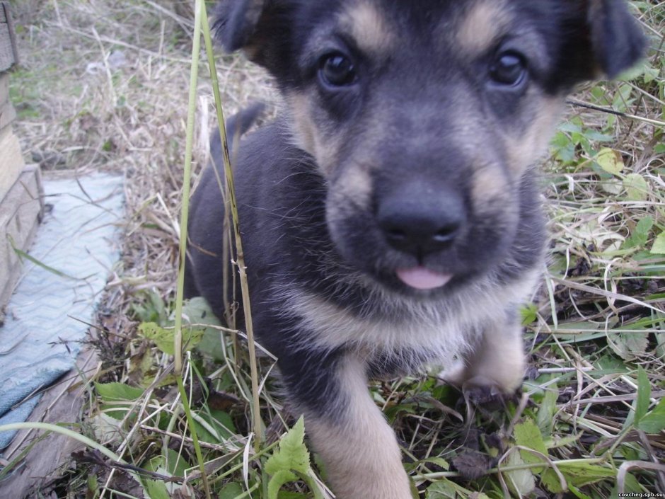 Помесь немецкой овчарки и дворняги 2 месяца