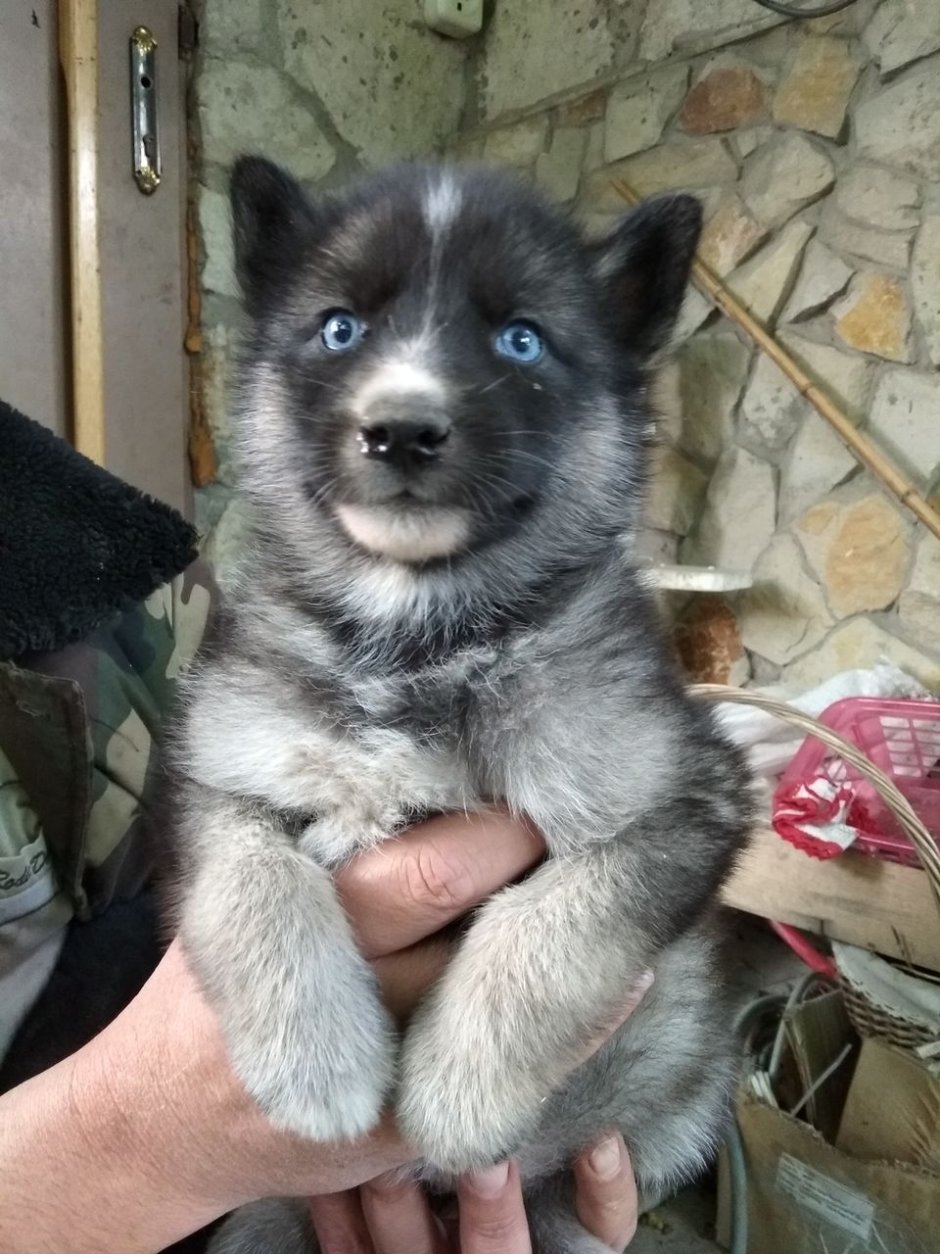 Щенки метисы хаски