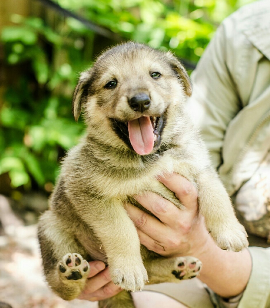 Щенок метис лайки