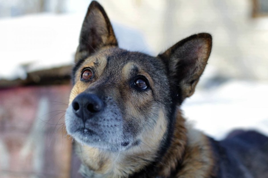 Метис лайки