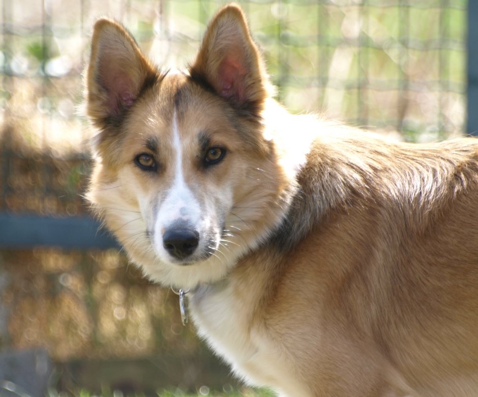 Метис корги и овчарки