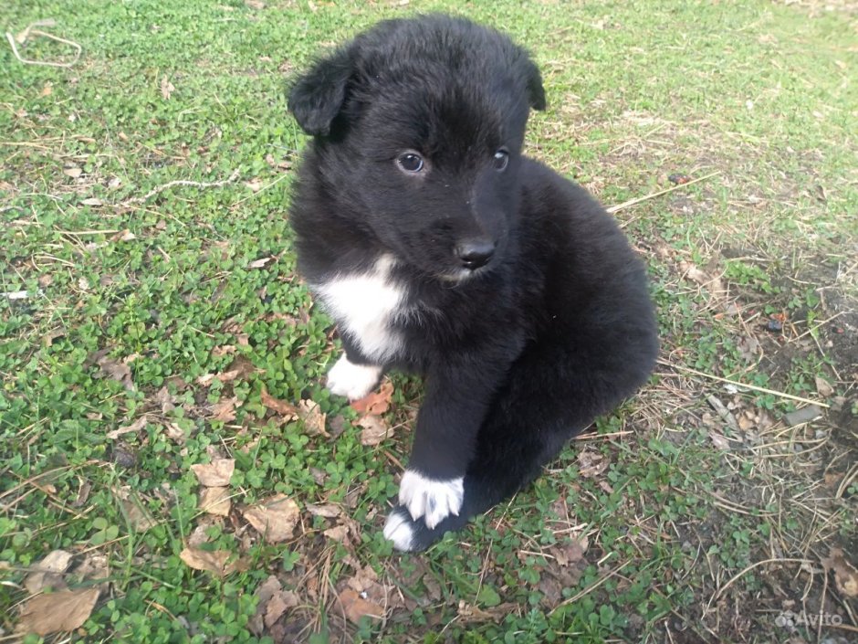 Шведская лайка метис фото месячные щенки мальчики отзывы