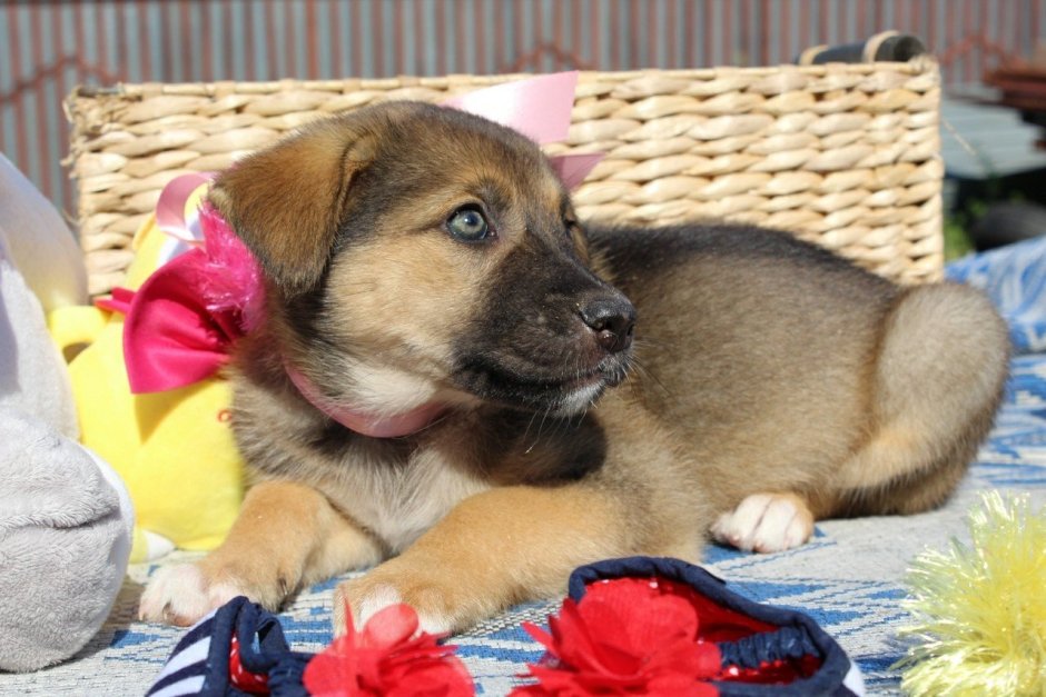 Красивые щенки помесь с хаски ищут хозяина