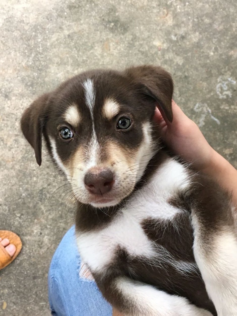 Метис хаски и дворняги