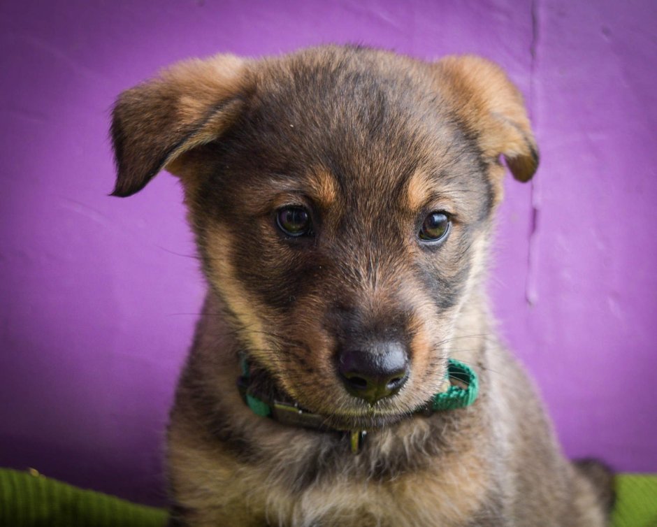 Московские собачки