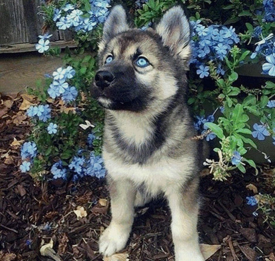 Герберийский шепски