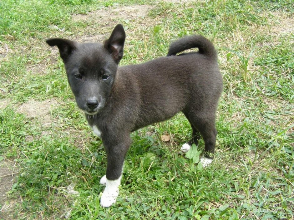 Метис лайки