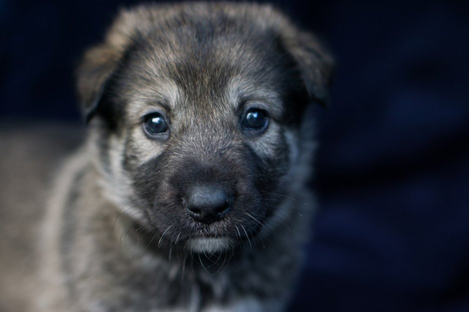 Щенок метис