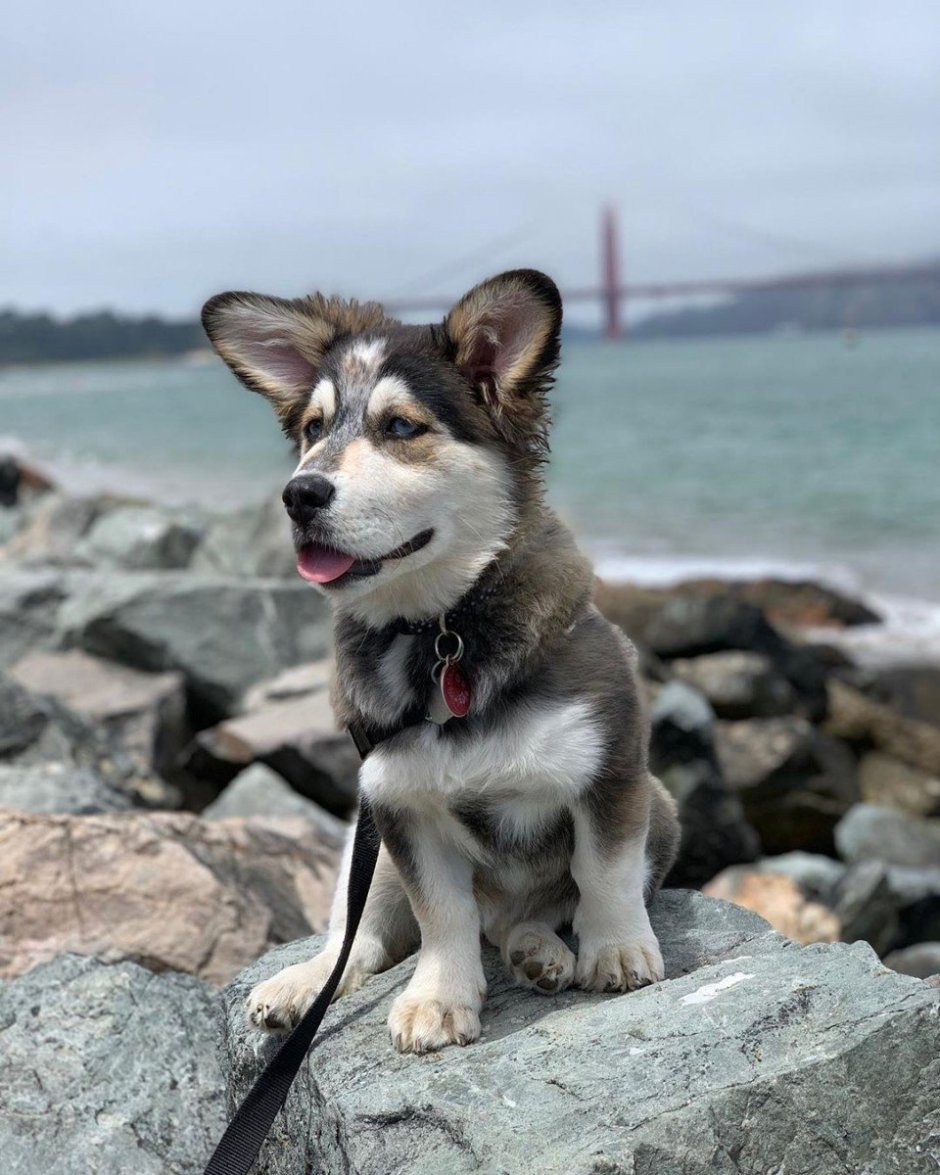 Вельш корги и хаски