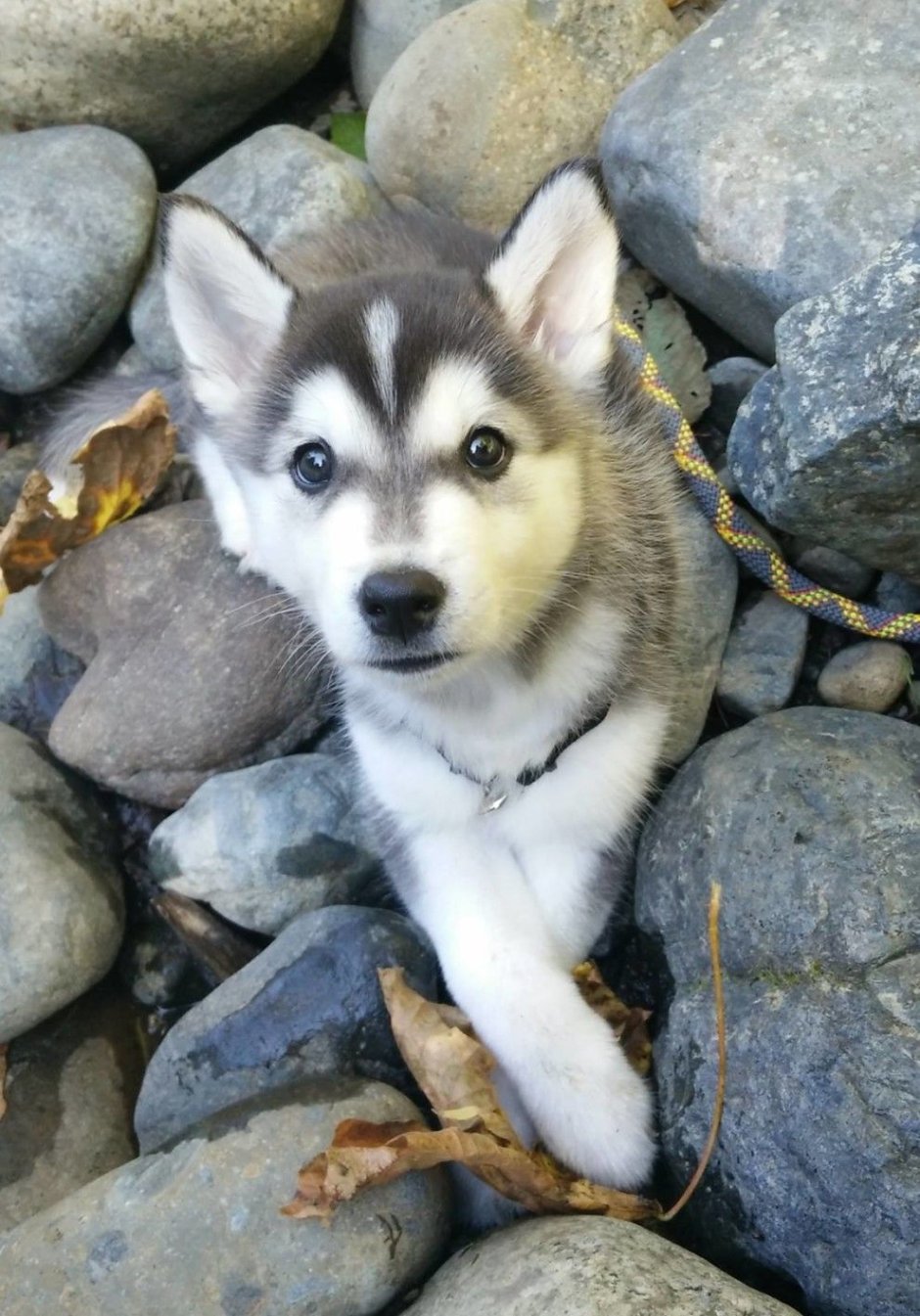 Помесь хаски щенки