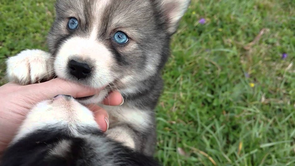 Короткошерстный помски