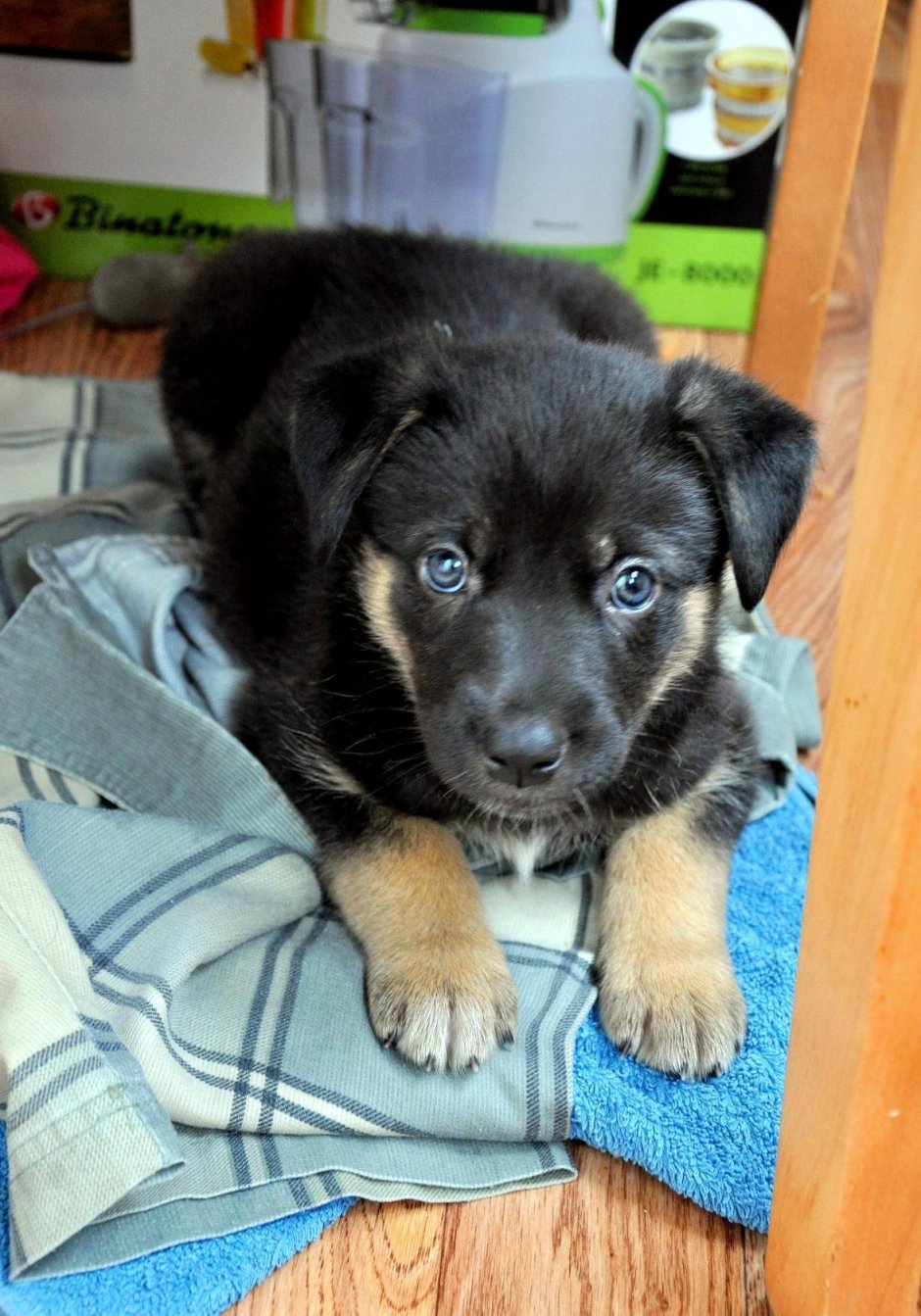 Щенок метис лабрадора и немецкой овчарки 1 месяц