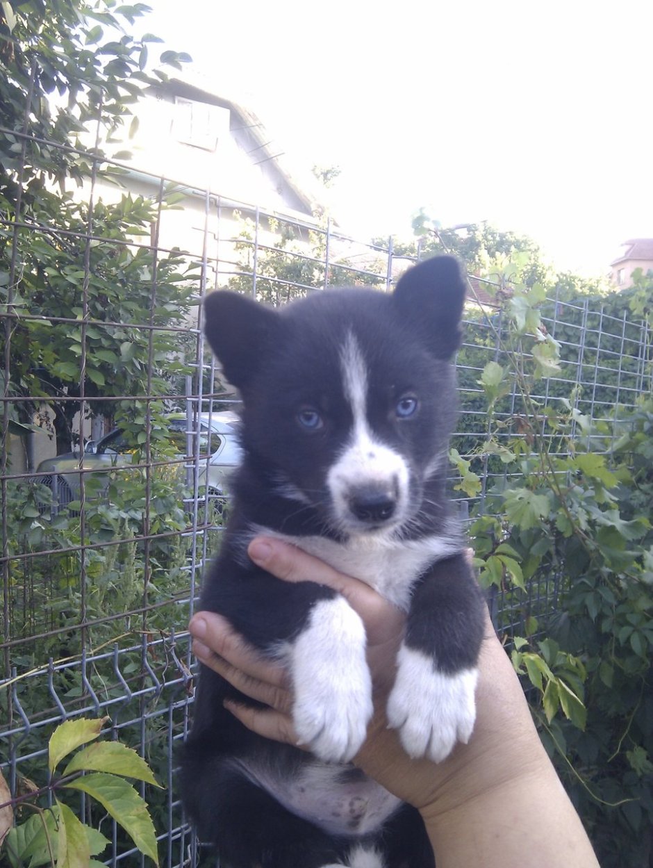 Метис хаски и русско европейской лайки