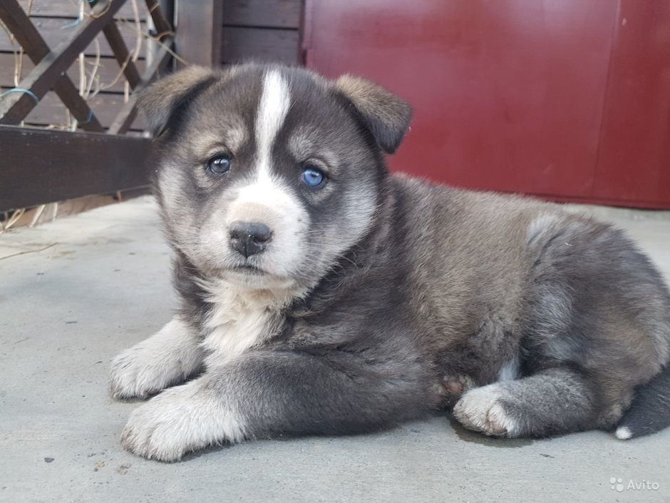 Маламут с дворняжкой