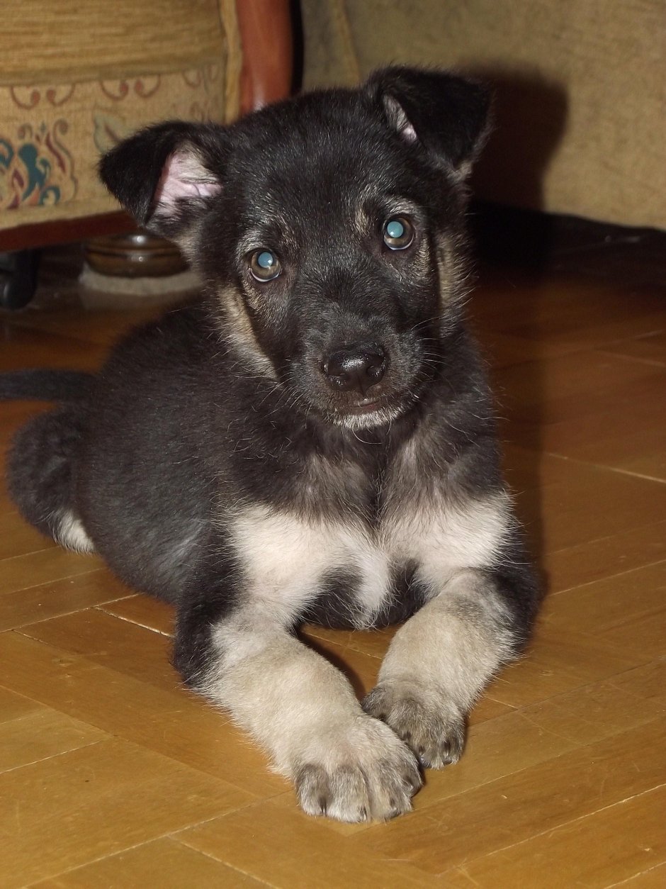 Щенок метис лайки