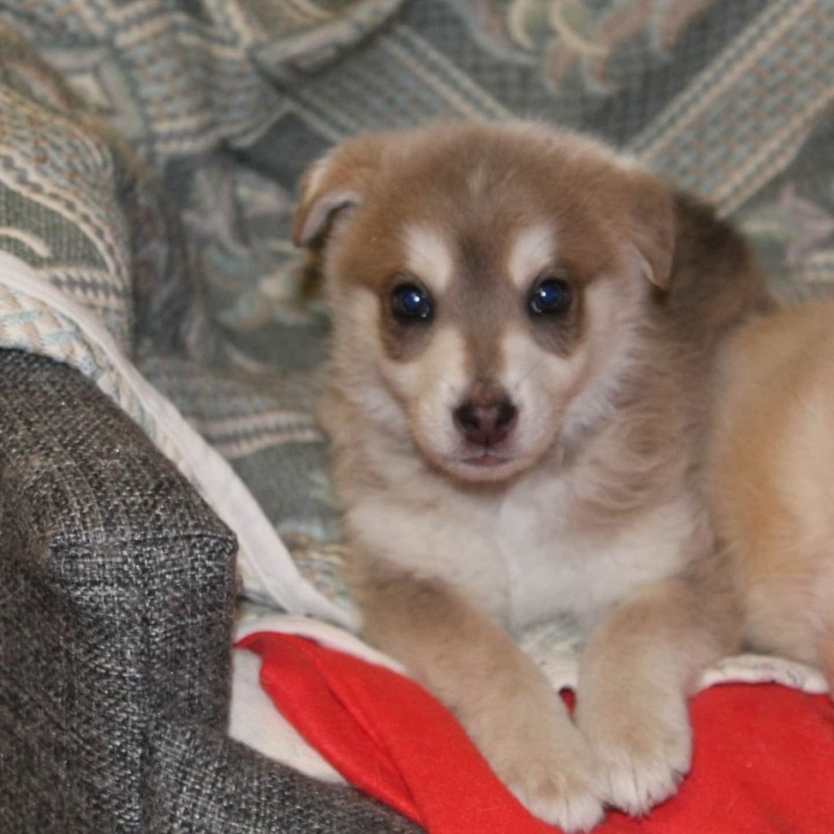 Помесь хаски и дворняги маленькие