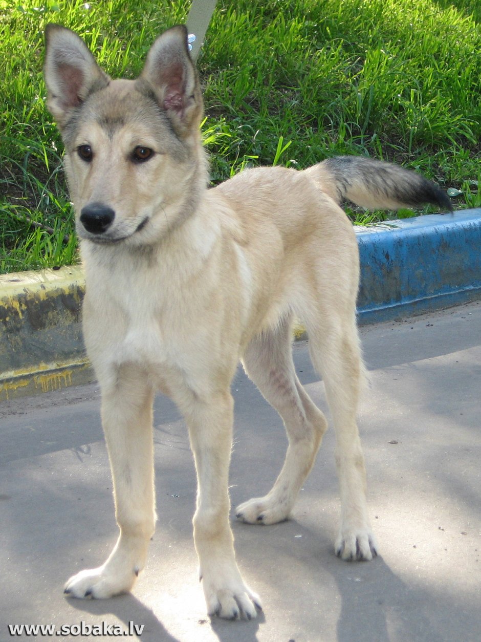 Смесь лайки и дворняги