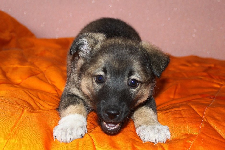 Маленькая овчарка метис