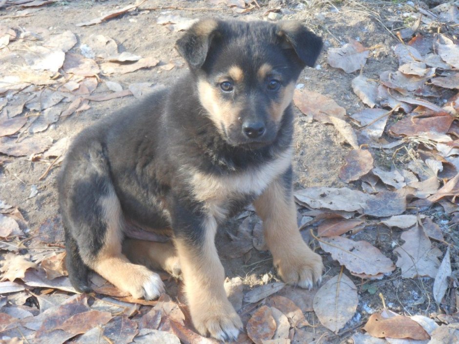 Метис овчарки и дворняги щенок