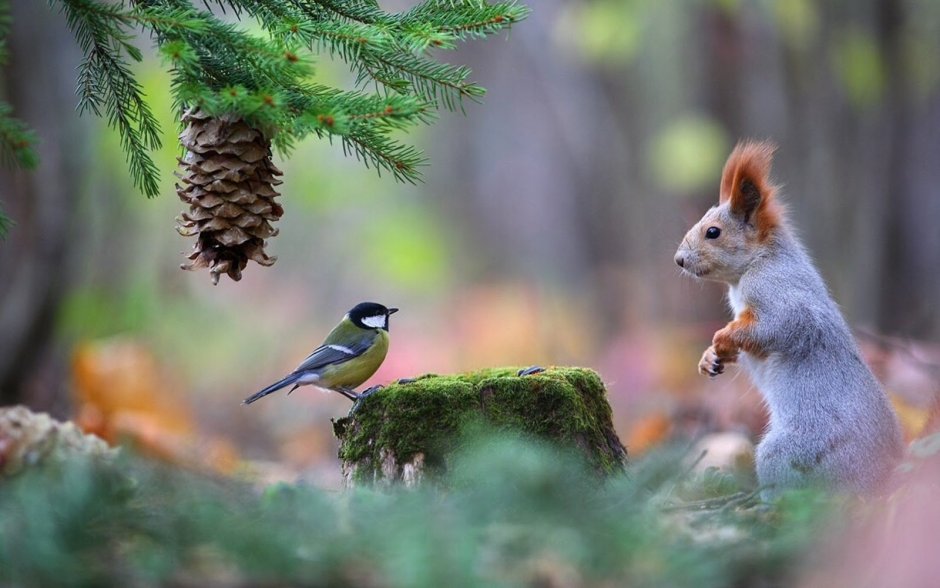 Вадим Трунов белки и птицы