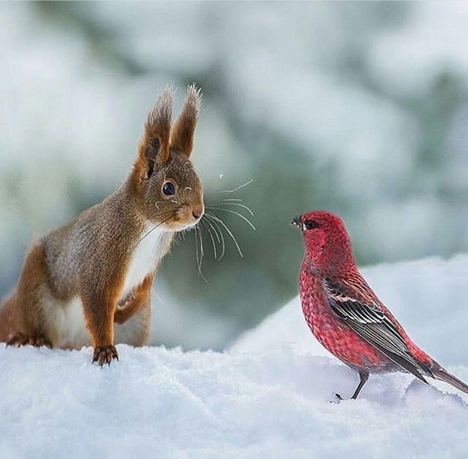 Зима животные