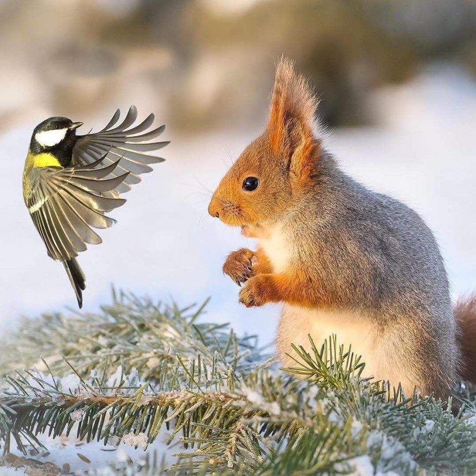 Животные и птицы