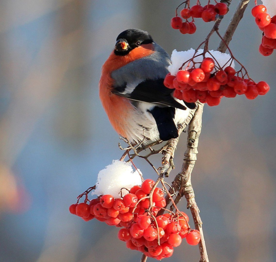 Зимние птицы