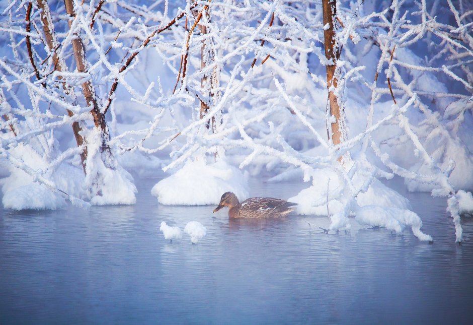 Живая природа зимой