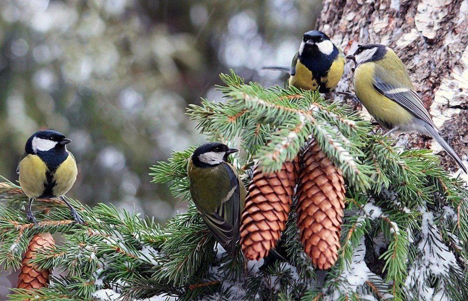 Лесные птицы синички