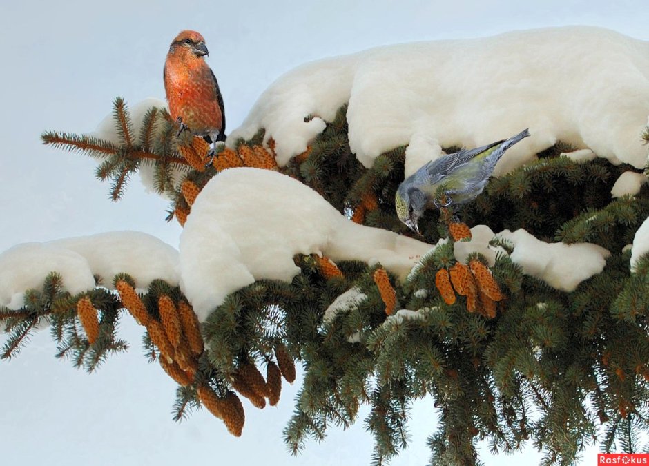 Клест и Снегирь