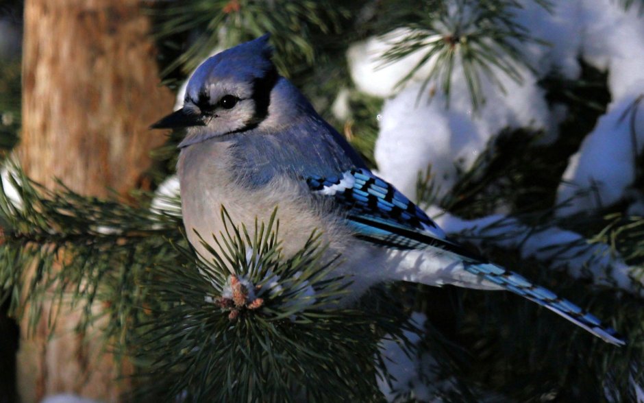 Голубая Сойка зима