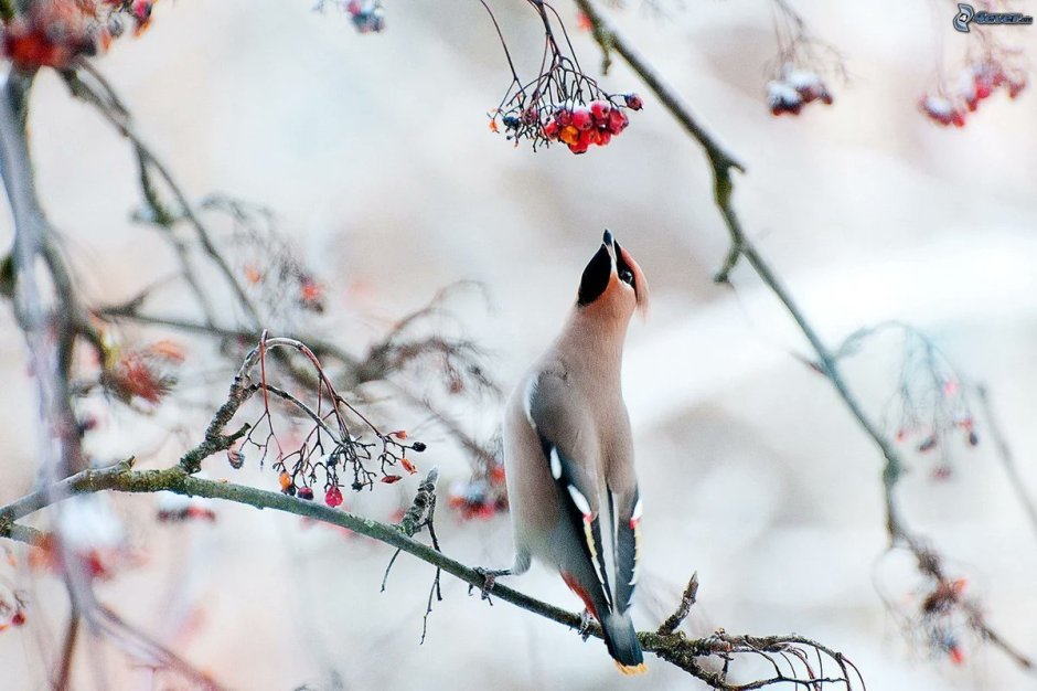 Снегири и свиристели на ветке