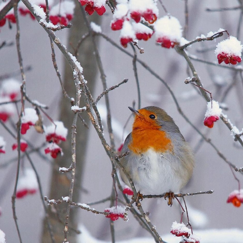 Птица на снежной ветке