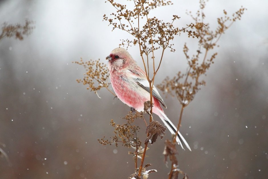 Зимняя птица с розовой грудкой