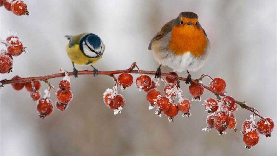 Ноябрь птицы