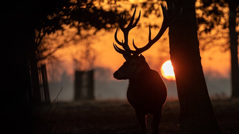 Олень на фоне солнца