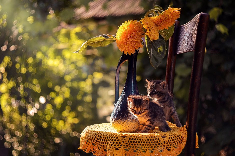 Лето кошка в саду