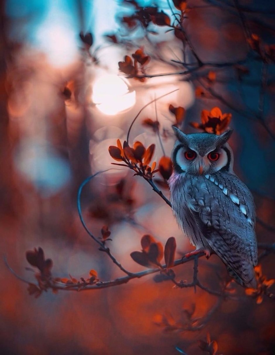 Сова в лесу