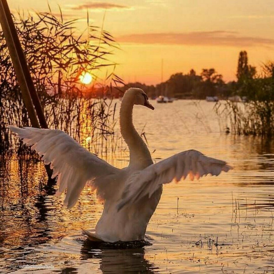 Лебеди на рассвете