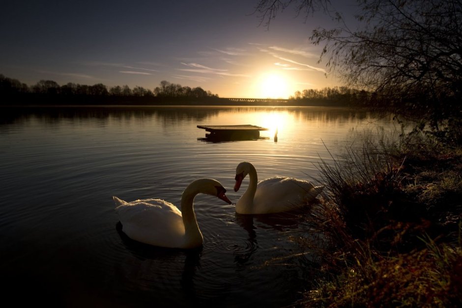 Лебедь у вечернего озера