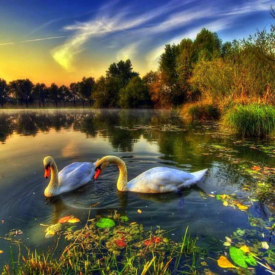 Утренний пейзаж с лебедями