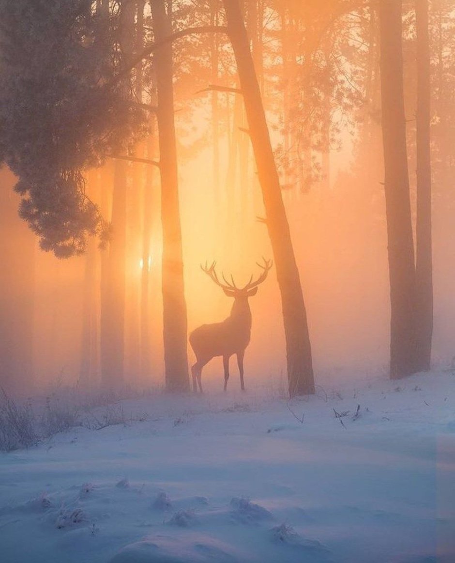 Олень в туманном лесу
