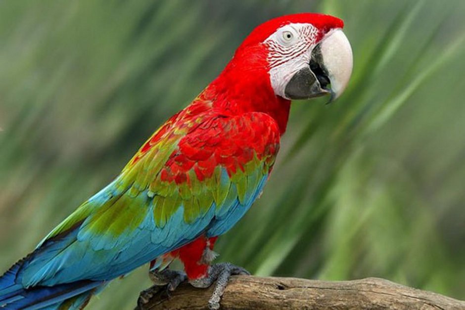 Зеленокрылый ара