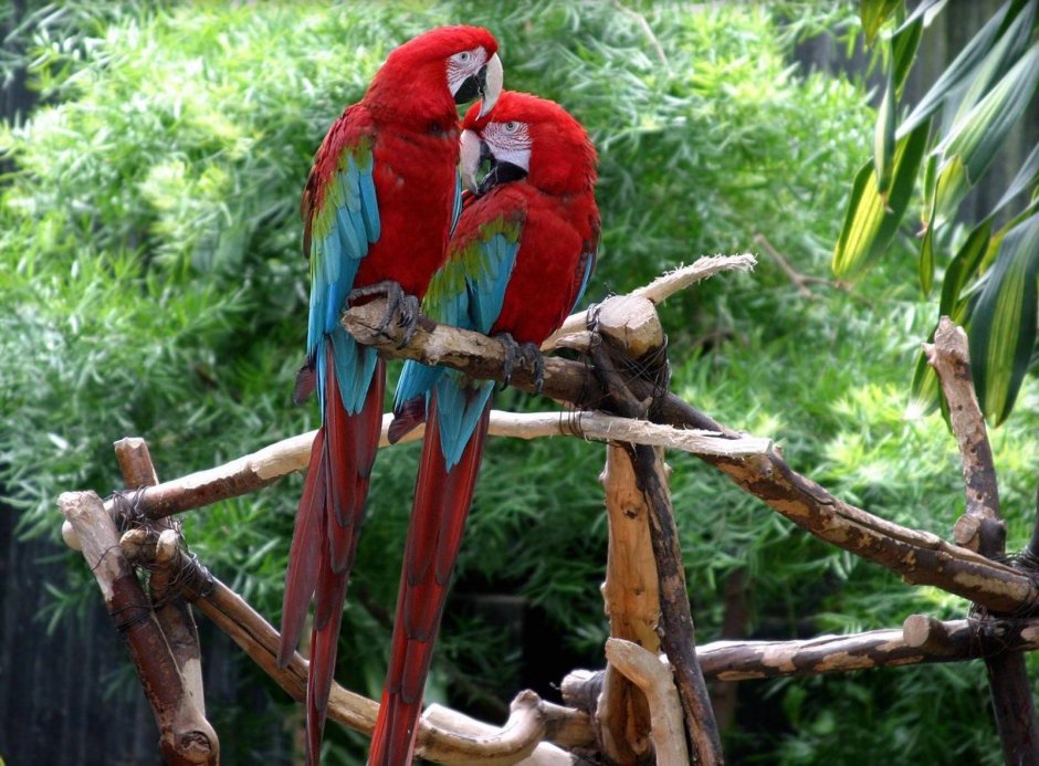 Попугай ара Макао