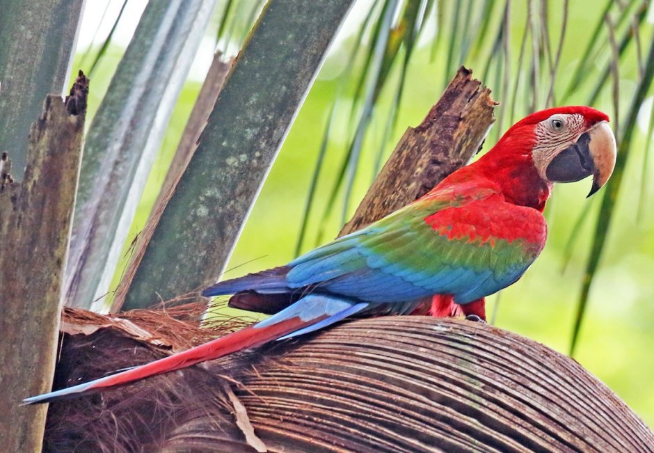 Зеленокрылая ара