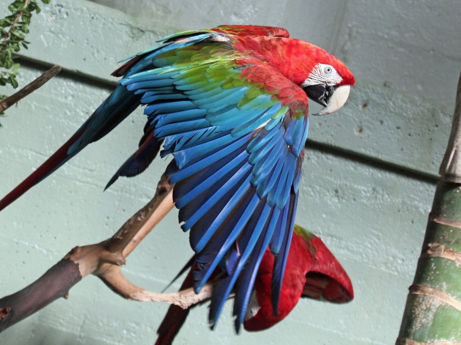 Зеленокрылый Макао