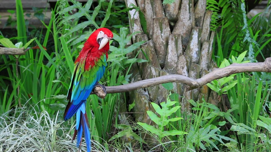 Попугай ара (Macaw Parrot)? Дизайнер Manuel Sirgo.