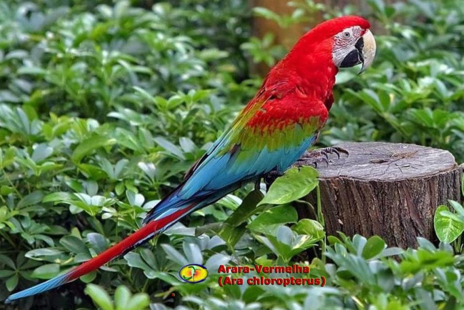 Попугай ара зеленокрылый